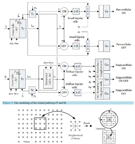 Figure 3. Our modeling of the retinal pathways P and M. 