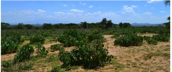 Figure 8 – A field of the dominating oltelemeti species in Oltepesi (Photograph by author) 