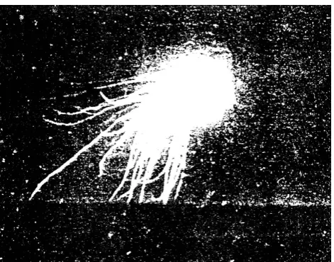 Fig. 1.  Fig. 1           A photograph of ball lightning spouting sparks. After Kuhn(1951)