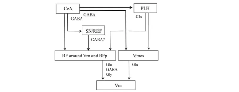 Figure 5. Summary diagram showing the control pathways from the central amygdaloid nucleus (CeA) and posterior lateral hypothalamus (PLH) to the motor trigeminal nucleus (Vm), both subcortical limbic structures control jaw movements through their direct pr