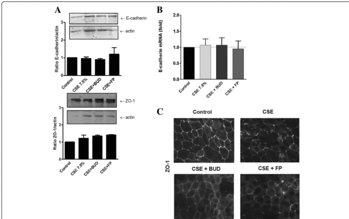 Fig. 3 Effect of cigarette smoke extract ( CSE) and equivalent concentrations of budesonide (BUD) and fluticasone propionate (FP) on cell-cell contact proteins in 16HBE cells
