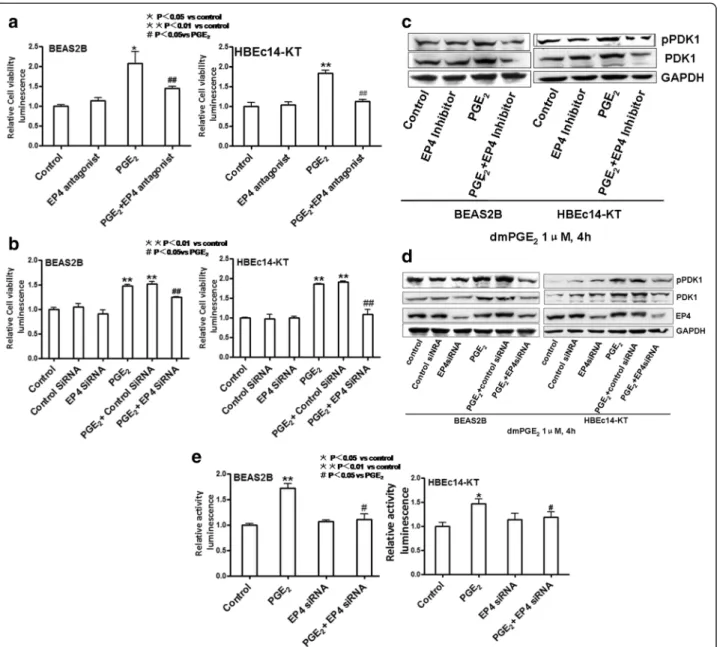 Fig. 2 EP4 Mediates the Cell Proliferation and increased expression and activation of PDK1 induced by PGE 2 in HBEc14-KT and BEAS2B cells.