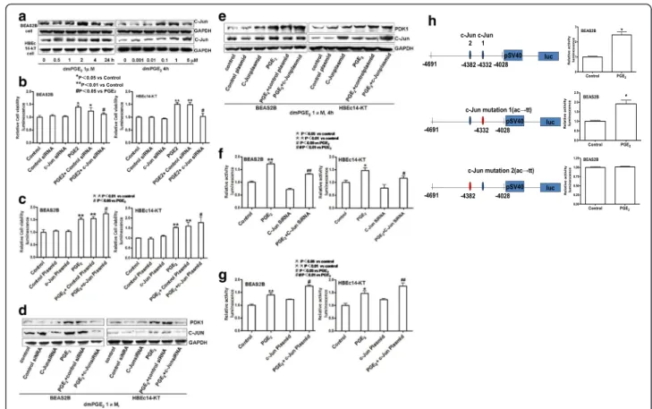 Fig. 3 c-Jun Mediates the Cell Proliferation and increased expression and activation of PDK1 induced by PGE 2 in HBEc14-KT and BEAS2B cells.