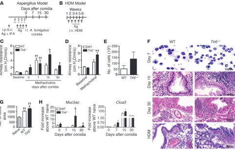 Figure 2Tlr6 absence increases airway resistance and inflammation during fungal- and HDM antigen–induced asthmatic disease