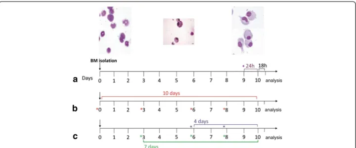 Fig. 1 Experimental design diagram: Generation of BM-derived DCs with GM-CSF in presence or absence of CSE during 10 days