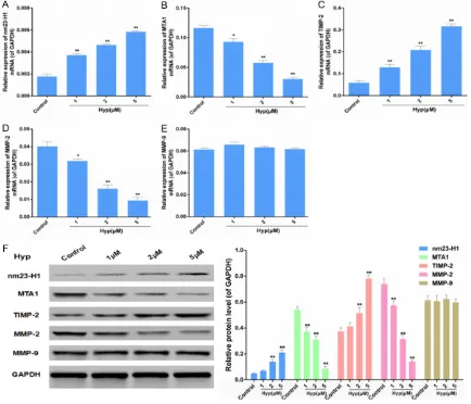Figure 4. Effect of Hyp on expressions of nm23-H1, MTA1, TIMP-2 and MMP-2/9. A-E. Cells were treated with differ-ent doses of Hyp (1, 2 and 5 μM) for 12 hours and RT-PCR was performed for nm23-H1, MTA1, TIMP-2 and MMP-2/9 mRNA expression detection