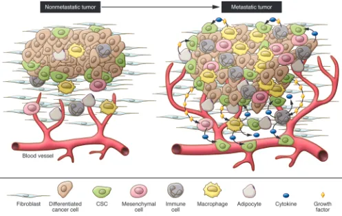 Figure 1The tumor microenvironment. Elevated levels of cytokines and growth factors produced by tumor cells enhance the proliferation and survival of 