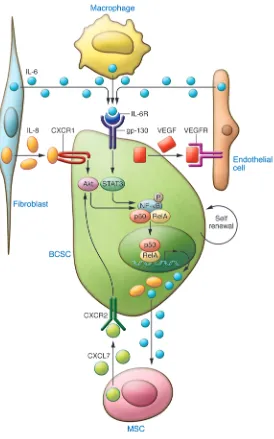 Figure 2Cytokines secreted by cells in the tumor microenvironment regulate BCSC self renewal
