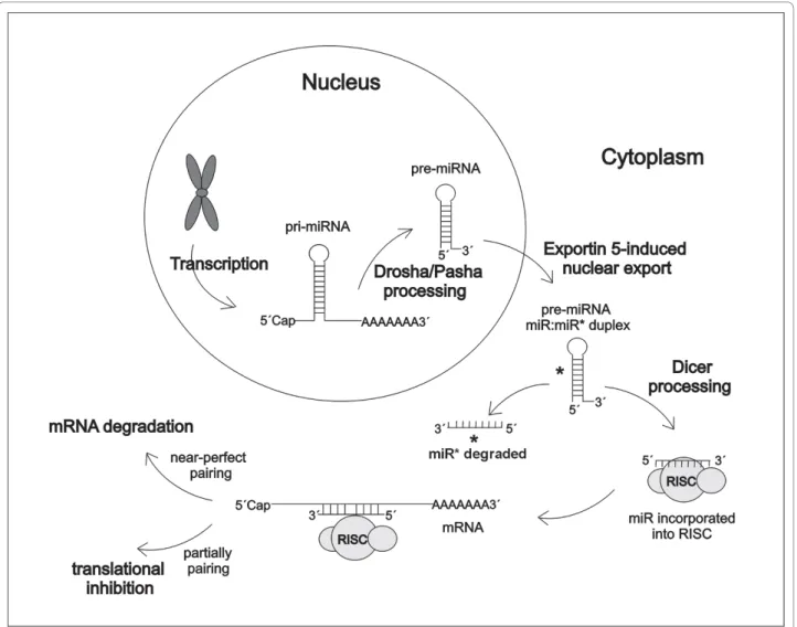 Figure 1 miRNA biogenesis. MiRNAs are transcribed by RNA polymerase II from the genomic DNA as long (hundred or thousand nucleotides) primary miRNA transcripts (pri-miRNAs)