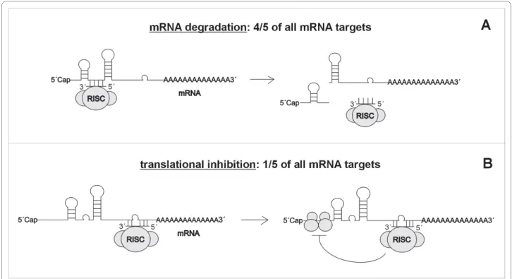 Figure 2 Mechanism of miRNA action on target mRNA. According to the complementarity between miRNA and 3 ’ untranslated region (UTR) of target mRNA, there are two mechanisms of miRNA action: (A) when miRNA is near-perfectly complementary with target mRNA,