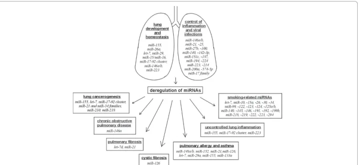 Figure 3 Involvement of miRNAs in physiological and pathological processes in lung. The scheme shows several miRNAs involved in physiological and pathological processes in lung
