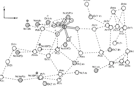 Fig. 7. The solvent network in the crystal structure. This view is obtained by rotating 90° along the horizontal axis of Fig