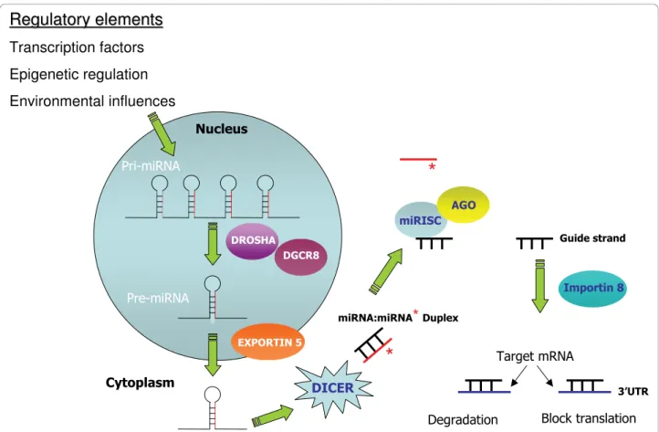 Figure 1 Representation of miRNA induction and biogenesis. Induction of miRNA expression occurs via transcription factors and other regulatory influences