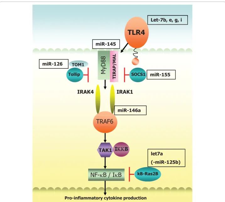 Figure 2 Selection of miRNA implicated in the TLR4 signalling pathway. TLR4 signals via MyD88 and TIRAP/MAL to IRAKs 1 and 4