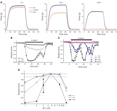 Figure 2In vitro contraction testing demonstrates a HypoPP phenotype. (