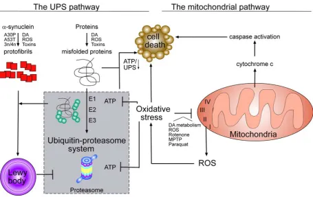 Figure 9: Overview on pathways to parkinsonism.αmain pathway of cell toxicity (left). Accumulation of misfolded proteins and failure of clearance by the UPS lead 