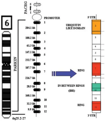 Figure 10: Genomic structure and model of protein domain structure of parkin. Left: Chromosome location of PARK2