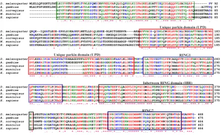 Figure 11: Parkin proteins are highly conserved during evolution. ClustalW alignment of parkin sequences of D