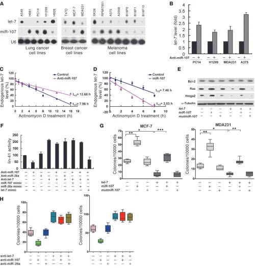 Figure 3miR-107 promotes let-7 degradation and antagonizes let-7–suppressed AIG in human cancer cell lines