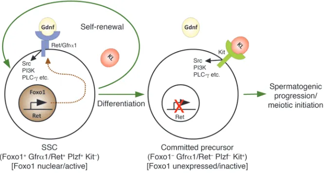 Figure 8Model for essential role of Foxos in control of SSC self-maintenance and initiation of spermatogen-