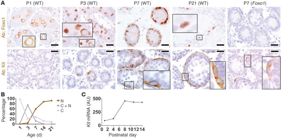 Figure 3Foxo1 is specifically expressed in gonocytes and undifferentiated spermatogonia and regulates Kit