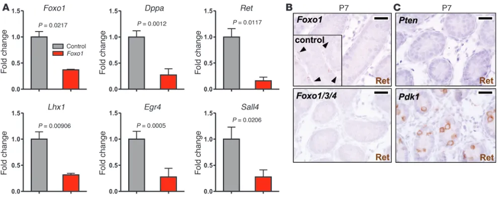 Figure 7In vivo transcriptomic analysis identifies Foxo1 targets including Ret. (A) Relative mRNA levels in control testes versus Foxo1 testes (n = 3 bio-logical replicates) by qPCR