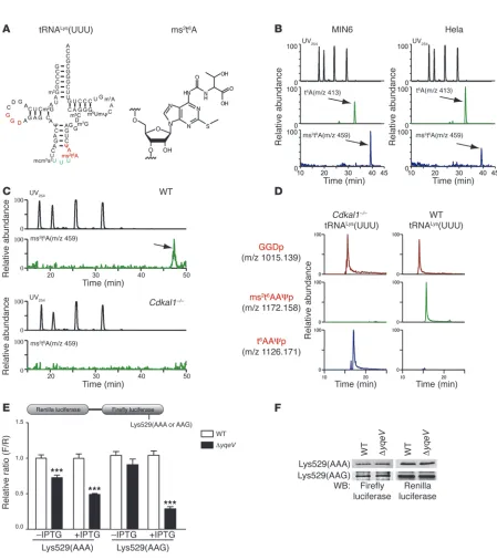 Figure 1Methylthiolation of tRNALys(UUU) by Cdkal1 controls the decoding accuracy of the lysine codon