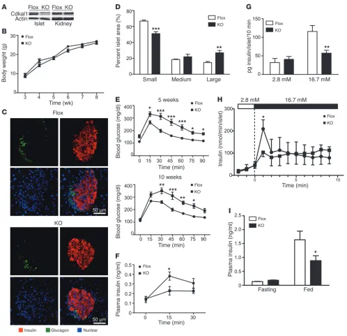 Figure 3Conditional deletion of the (**Cdkal1 gene causes glucose intolerance. (A) Conditional deletion of Cdkal1 in pancreatic islets in β cell KO (KO) mouse