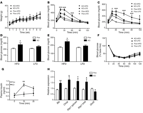 Figure 6β cell KO mice exhibit increased ER stress and glucose intolerance after consuming an HFD