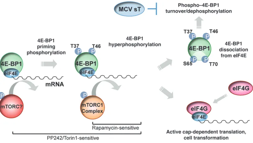 Figure 10Proposed mechanism of action for MCV sT in cell transformation. MCV sT preserves 4E-BP1 hyperphosphorylation, most likely by preventing 