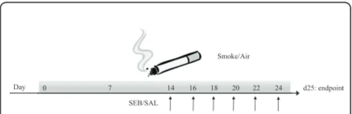 Figure 1 Experimental protocol. Male C57BL/6 mice (n = 8) were exposed to cigarette smoke(CS) of five cigarettes, four times per day with 30 min smoke-free intervals