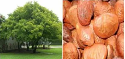 Fig. 1. Karanja-Tree-and-seeds  