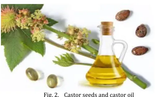Fig. 2. Castor seeds and castor oil 