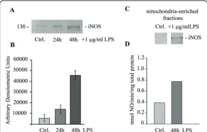Figure 6 Induction of iNOS and its mitochondrial variant expression by LPS exposure. Total cell lysates (70 μg/lane) of control and LPS-treated ECs (24 h and 48 h) were subjected to  SDS-PAGE, electrotransfer and immunoblotting with NOS2 Ab, known to recog