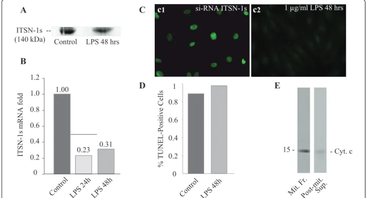 Figure 7 LPS-induces ITSN-1s deficiency without affecting the EC survival. Control and LPS-treated ECs lysates were analyzed by Western blot (A) and qPCR (B) for ITSN-1s protein and mRNA expression