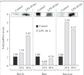 Figure 8 Control and LPS-treated cell lysates (24 h, 48 h) were also analyzed by qPCR for mRNA expression of Bim, Bcl-X L and survivin, relative to the internal control, cyclophilin, in three separate experiments
