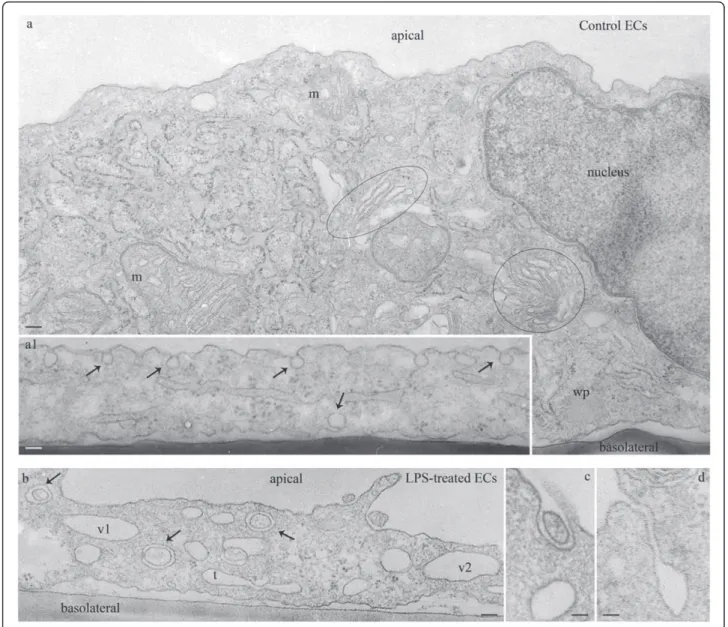 Figure 2 LPS exposure causes an activated/dysfunctional ECs phenotype (II). Fragments of control ECs show a normal endothelial phenotype: Golgi stacks and vesicles as well as two mitochondrial units with well-organized cristae (a), a wide endoplasmic retic