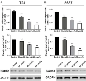 Figure 2. Emodin inhibited Notch1 expression concentration-dependently in bladder cancer cells
