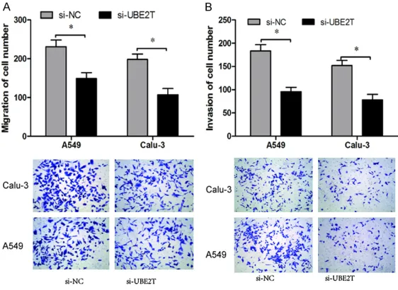 Figure 3. UBE2T promotes NSCLC cells migration and invasion. A. Tran-swell migration assay showed that UBE2T silencing significantly decreased  the number of migrated cells