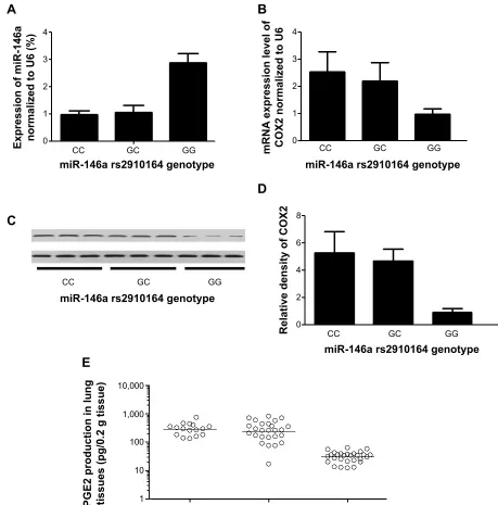 Figure 1 The effect of rs2910164 polymorphism on Pge2 concentration in lung tissues.Notes: (A) expression level of mir-146a (lung tissues) in each genotype group; (B) mrna expression level of COX2 (lung tissues) in each genotype group; (C) protein expressi
