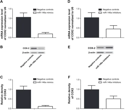 Figure 6 Introduction of mir-146a mimics and inhibitors on the expression of COXs in pulmonary artery smooth muscle cells.Notes: (A) Transfection of miR-146a mimics significantly suppressed the mRNA expression level of COX2 in human pulmonary smooth muscle