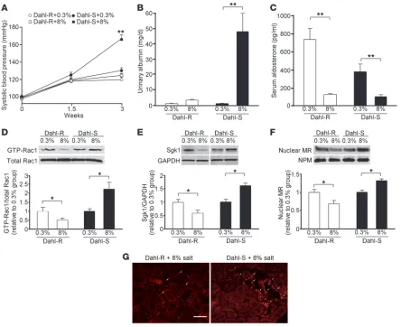 Figure 1Effects of high-salt loading on Rac1 activity and MR signaling activity in Dahl-R and Dahl-S rats