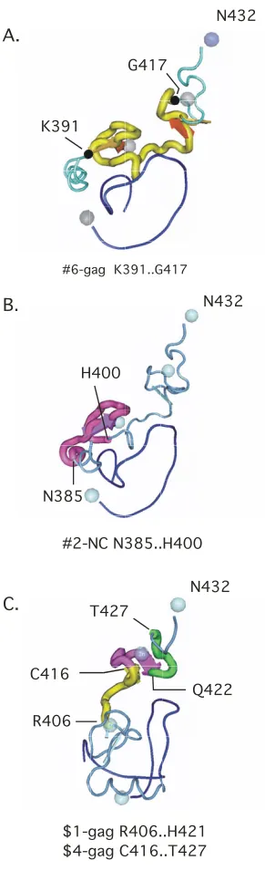Figure 3boxes [NCBI:1F6U [18]]The largest mIMR in the nucleocapsid spans the two Cys-His The largest mIMR in the nucleocapsid spans the two Cys-His boxes [NCBI:1F6U [18]]