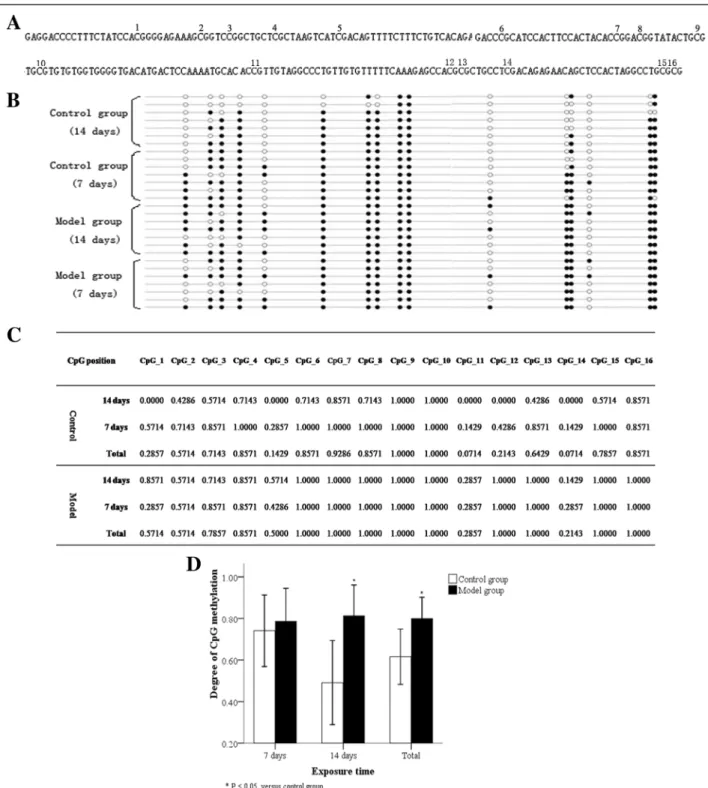 Fig. 7 BSP detection of DNA methylation in the RUNX3 promoter region of AT2 cells. The detection of 16 sites in the RUNX3 promoter region by BSP demonstrated the DNA methylation percentage of the RUNX3 promoter region in AT2 cells (a)