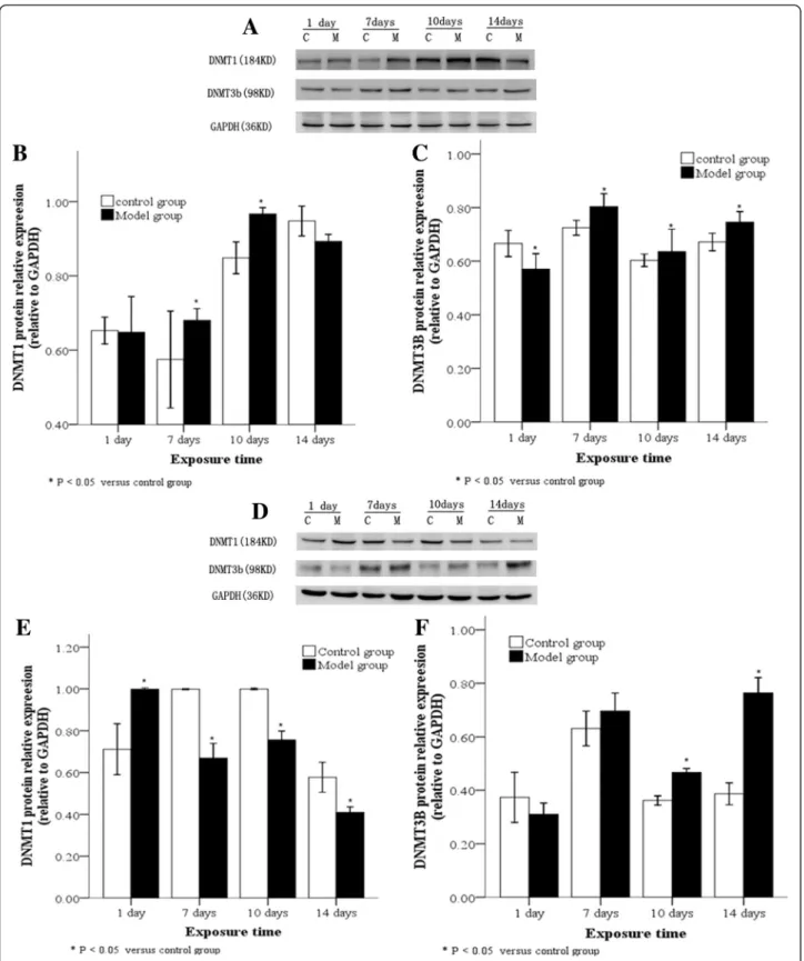 Fig. 3 DNMT protein levels in lung tissues and AT2 cells following hyperoxia. Western blot (a) showing DNMT1 protein was highly expressed in lung tissues in the model group after between 7 –10 day of hyperoxia, (b) and DNMT3b was highly expressed in the lo