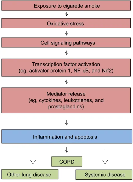 Figure 1 Schematic depicting the cascade of events underlying the biological effects of cigarette smoking.Note: with exposure to cigarette smoke, there is generation of oxidative stress followed by cell signaling, activation of transcription factors, and release of mediators.Abbreviations: COPD, chronic obstructive pulmonary disease; NF-κB, nuclear factor kappa-light-chain-enhancer of activated B cells; Nrf2, nuclear factor erythroid 2-related factor 2.