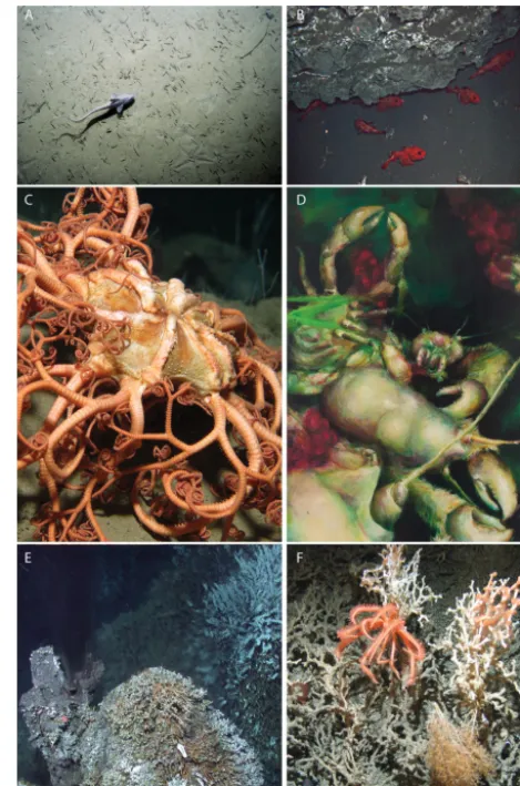 Figure 1. Examples of the species and habitats found in, andart work inspired by, the deep sea