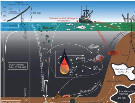 Figure 2. Schematic of carbon ﬂow and a subset of the resources and functions of the deep sea