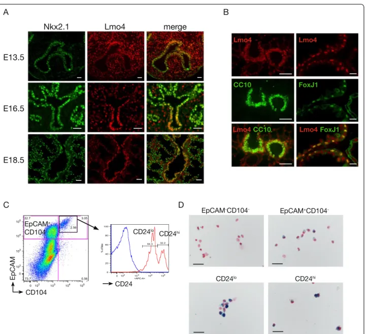Fig. 1 Lmo4 is expressed in lung epithelial cells. a Immunofluorescence staining for Nkx2.1 (green) and Lmo4 (red) in embryonic lung