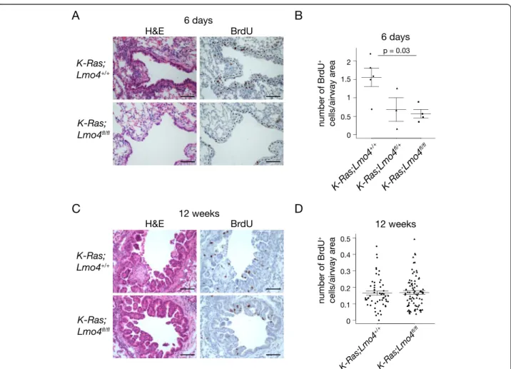 Fig. 4 Loss of Lmo4 affects early stages of K-Ras G12D -induced cell proliferation. a H&amp;E and BrdU staining of K-Ras LSL-G12D/+ ;Lmo4 fl/fl and K-Ras LSL-G12D/